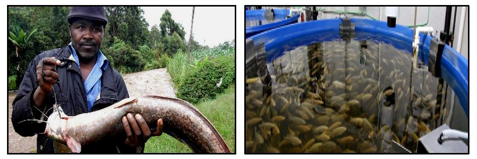 Azolla &amp; Fish Farming Initiative