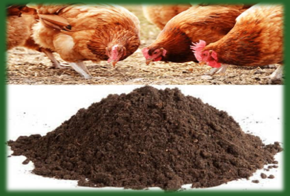 Biofertilizer Research &amp; Trials